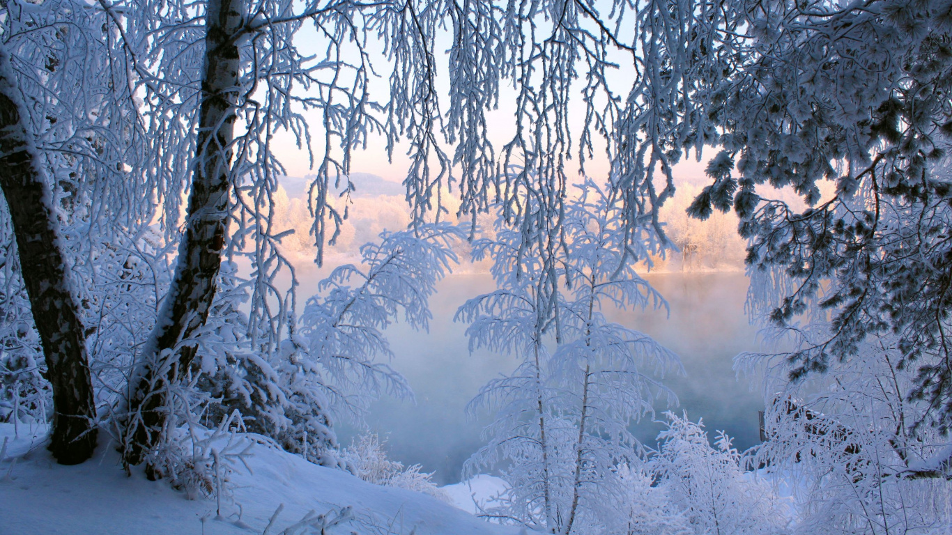 冬天, 性质, 冻结, 林地, 森林 壁纸 1366x768 允许