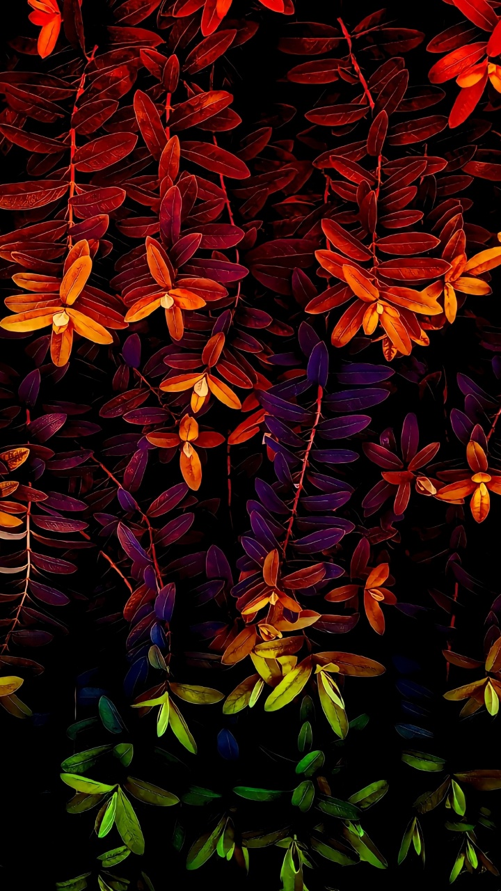 Naturaleza, Arte, la Botánica, Planta Terrestre, Naranja. Wallpaper in 720x1280 Resolution