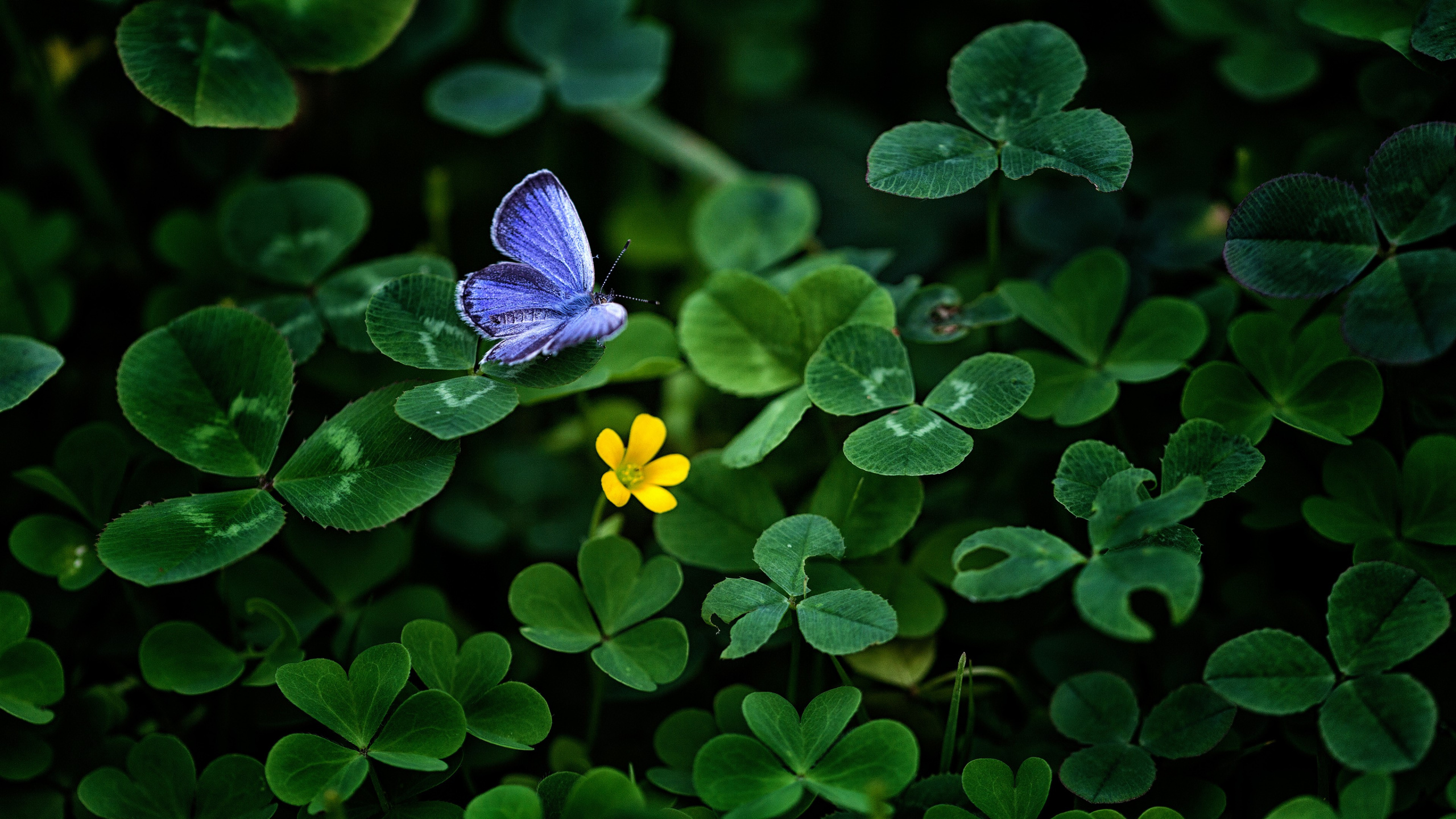Blue Butterfly Perched on Yellow Flower in Close up Photography During Daytime. Wallpaper in 2560x1440 Resolution