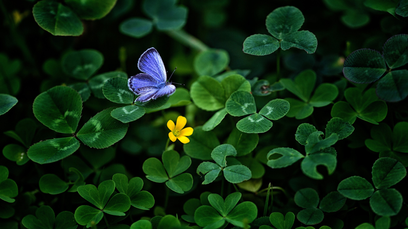 Papillon Bleu Perché Sur Une Fleur Jaune en Photographie Rapprochée Pendant la Journée. Wallpaper in 1366x768 Resolution