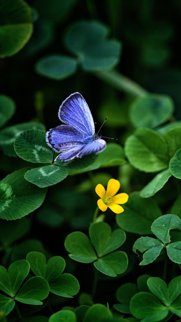 Papillon Bleu Perché Sur Une Fleur Jaune en Photographie Rapprochée Pendant la Journée. Wallpaper in 720x1280 Resolution