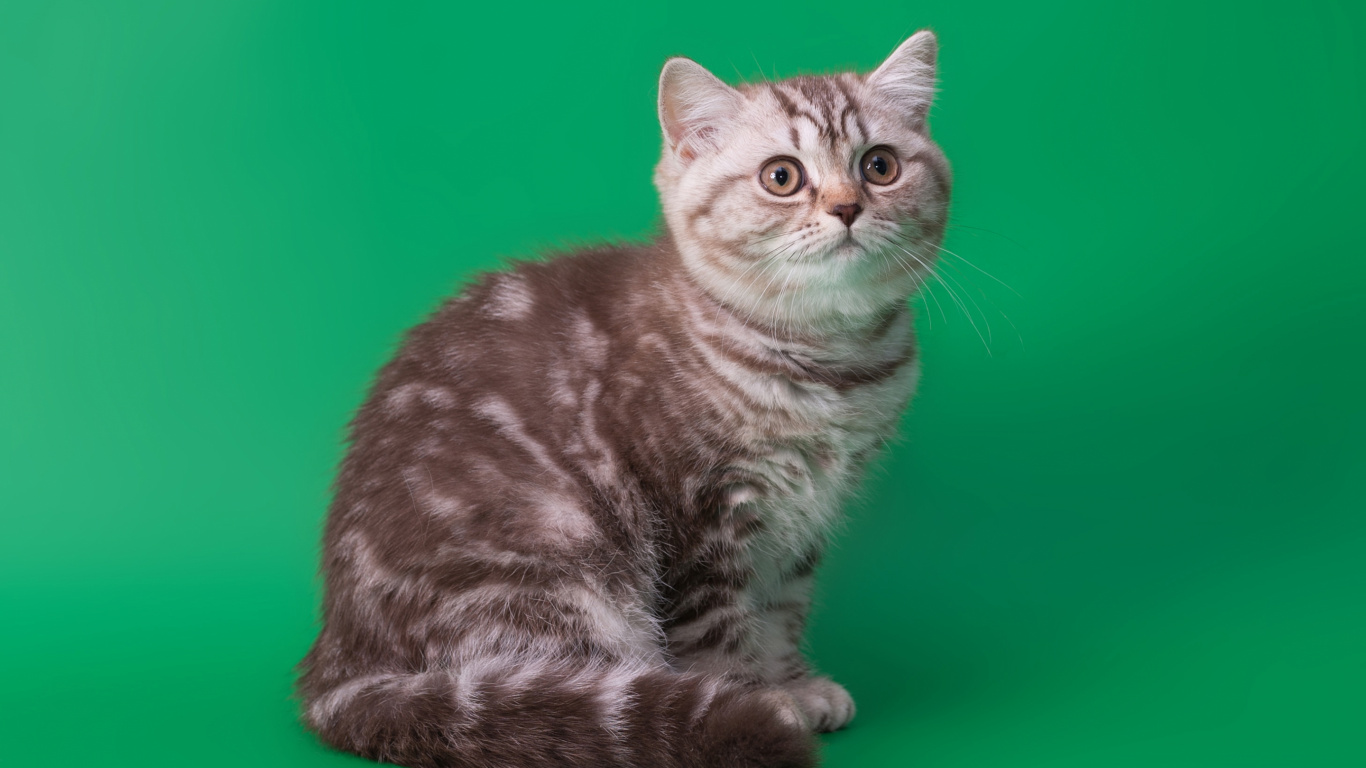 Brown Tabby Cat on Green Textile. Wallpaper in 1366x768 Resolution