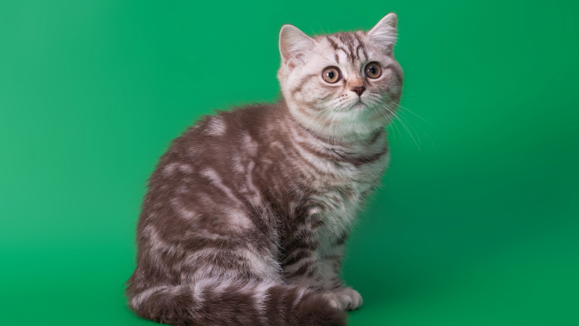 Chat Tigré Brun Sur Textile Vert. Wallpaper in 1920x1080 Resolution