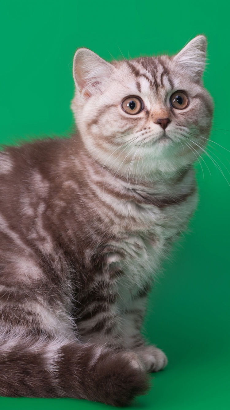 Braun Getigerte Katze Auf Grünem Textil. Wallpaper in 750x1334 Resolution