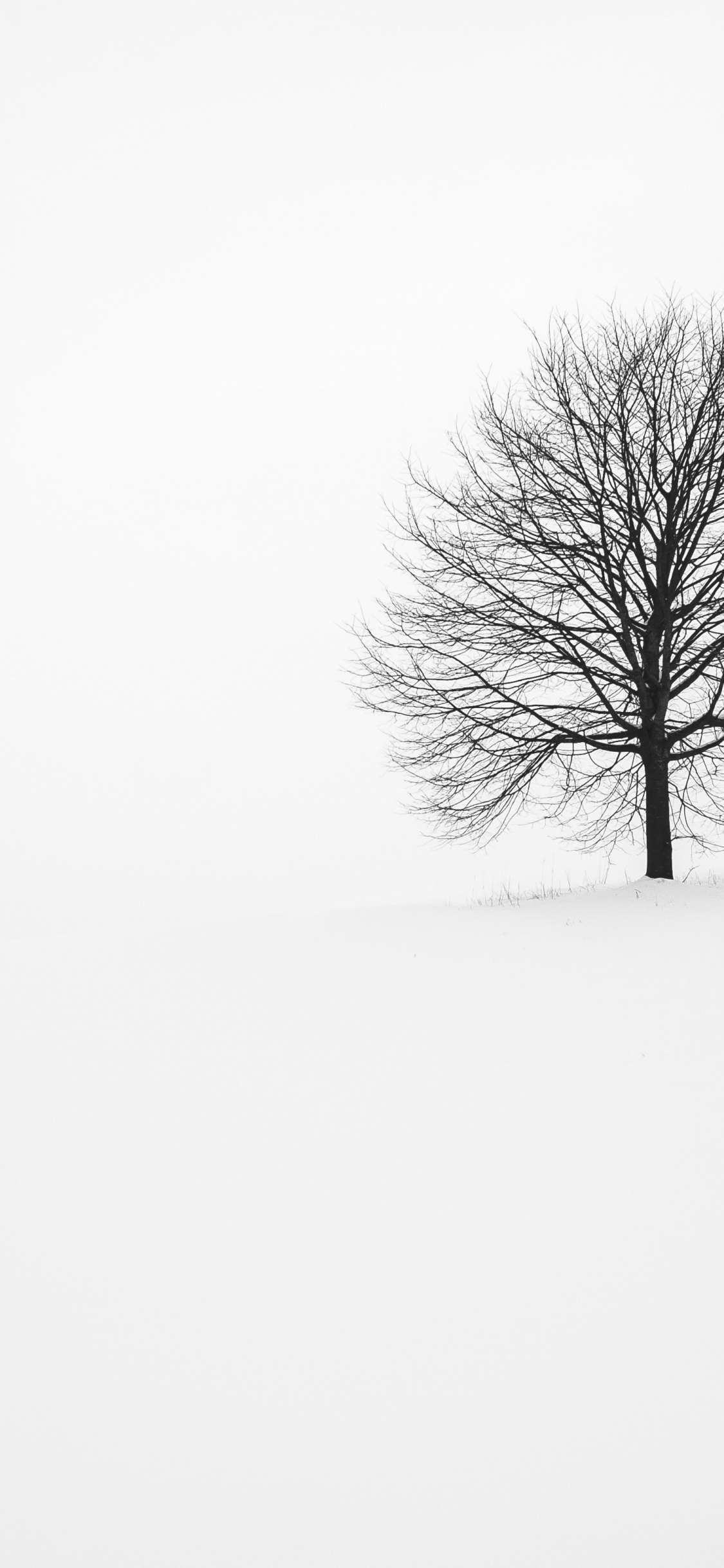 Fabrice Villard, Baum, Naturlandschaft, Zweig, Holz. Wallpaper in 1125x2436 Resolution