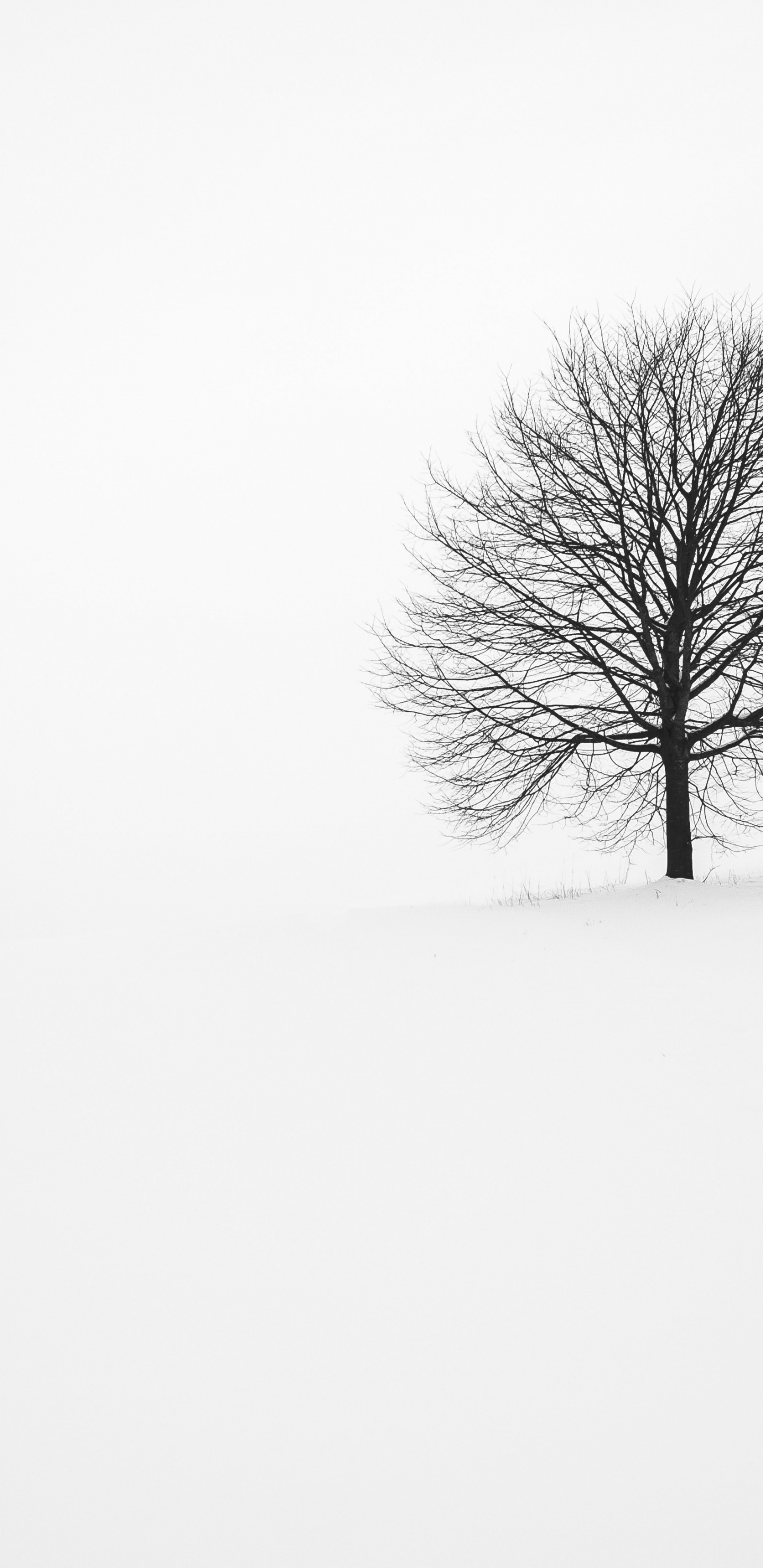 Fabrice Villard, Baum, Naturlandschaft, Zweig, Holz. Wallpaper in 1440x2960 Resolution