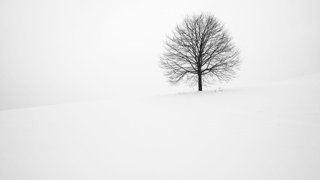 Fabrice Villard, Paysage Naturel, Rameau, Neige, Gris. Wallpaper in 1280x720 Resolution