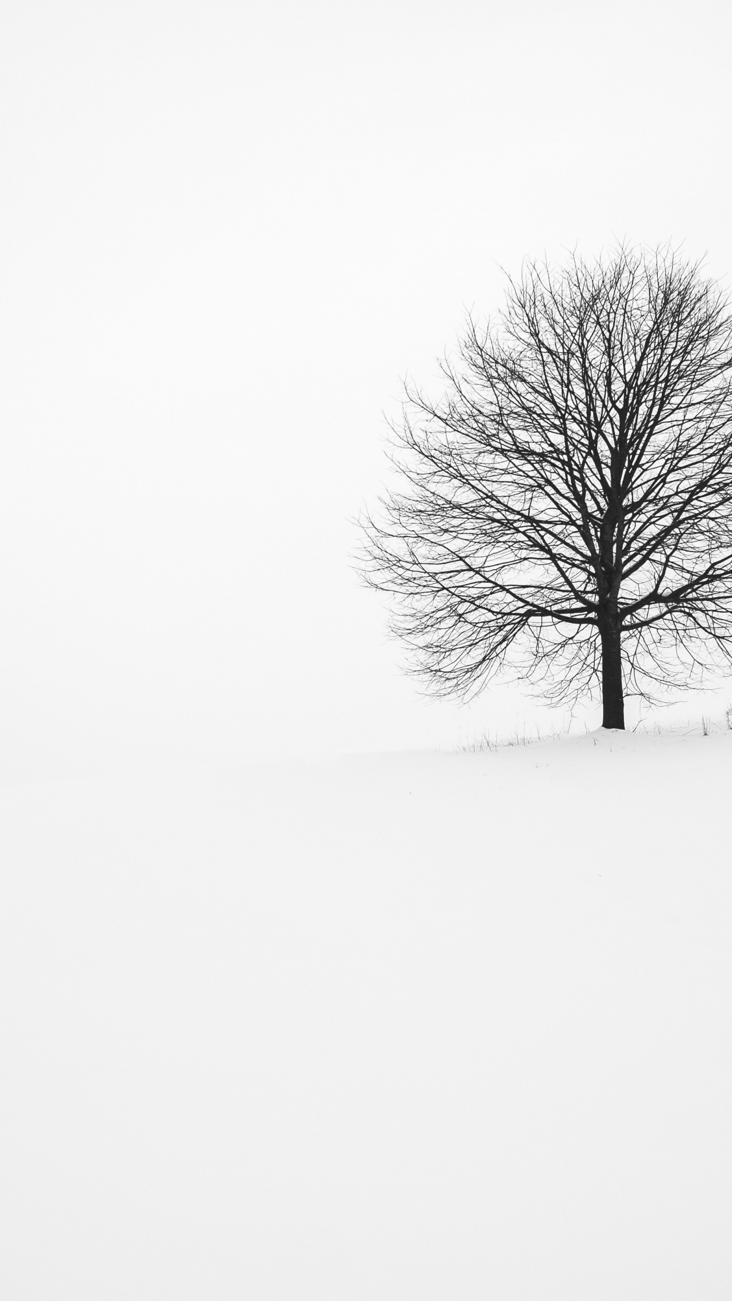 Fabrice Villard, Plant, Tree, Natural Landscape, Twig. Wallpaper in 1440x2560 Resolution