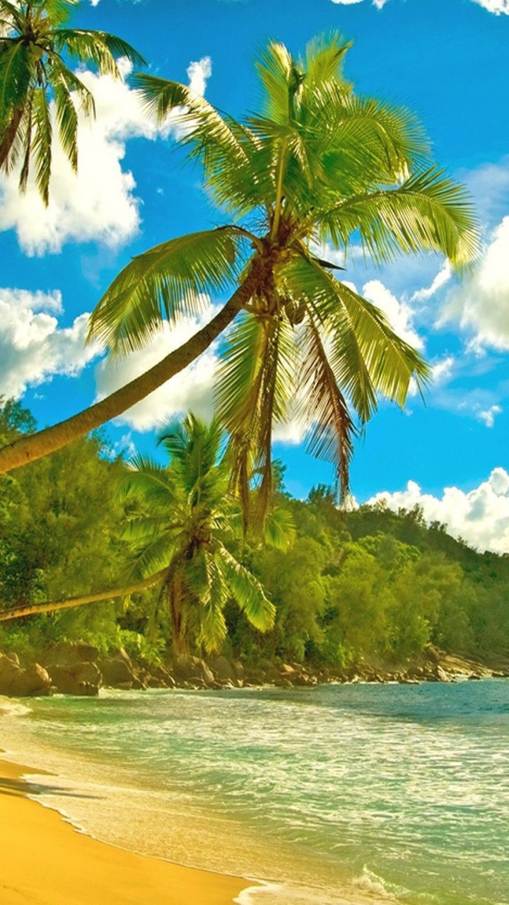 Cocotier Sur la Plage Pendant la Journée. Wallpaper in 720x1280 Resolution