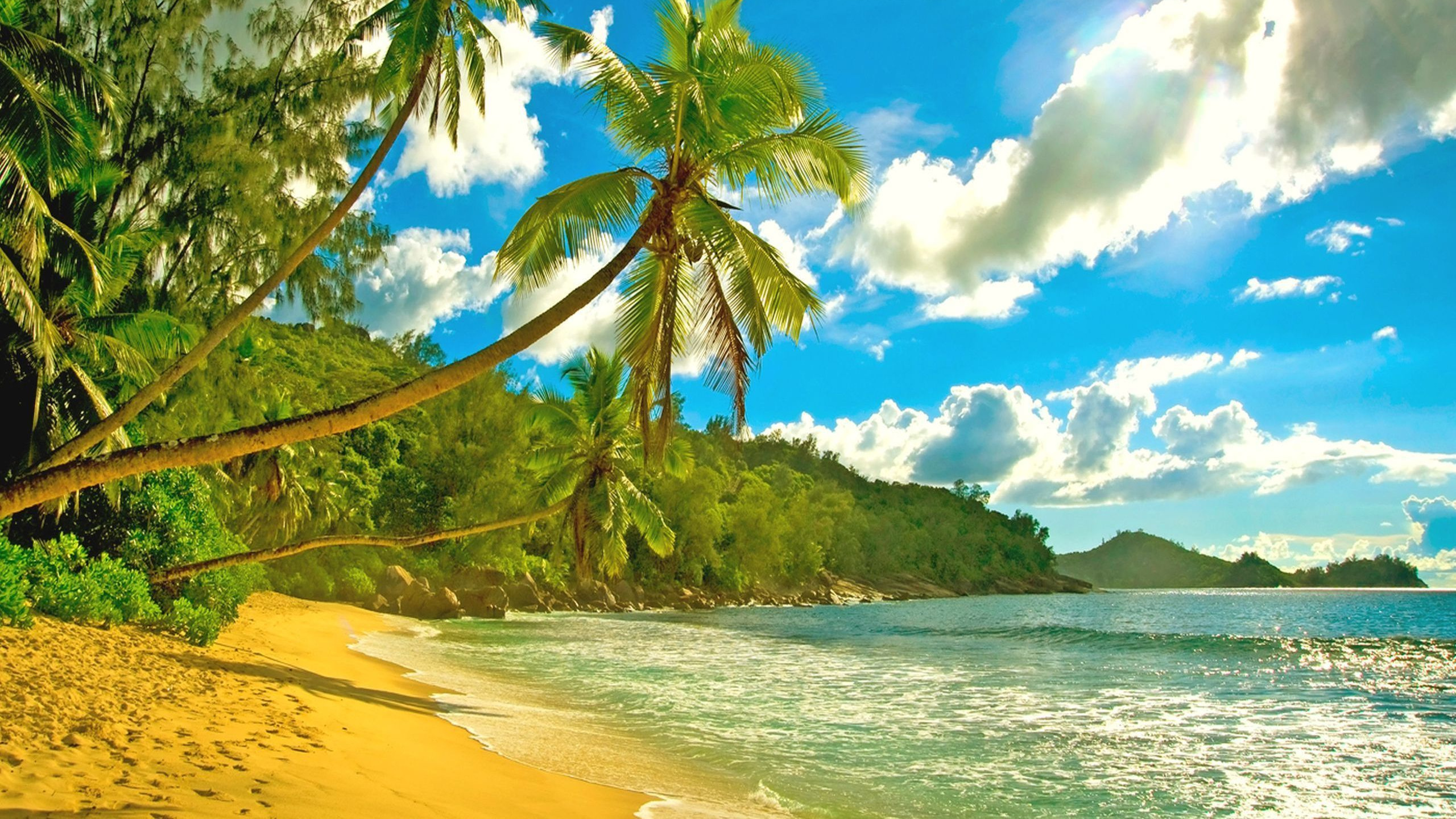 Coconut Tree on Beach Shore During Daytime. Wallpaper in 2560x1440 Resolution
