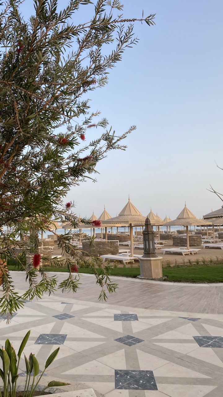 Tree, Biology, Science, Plant, Botany. Wallpaper in 720x1280 Resolution