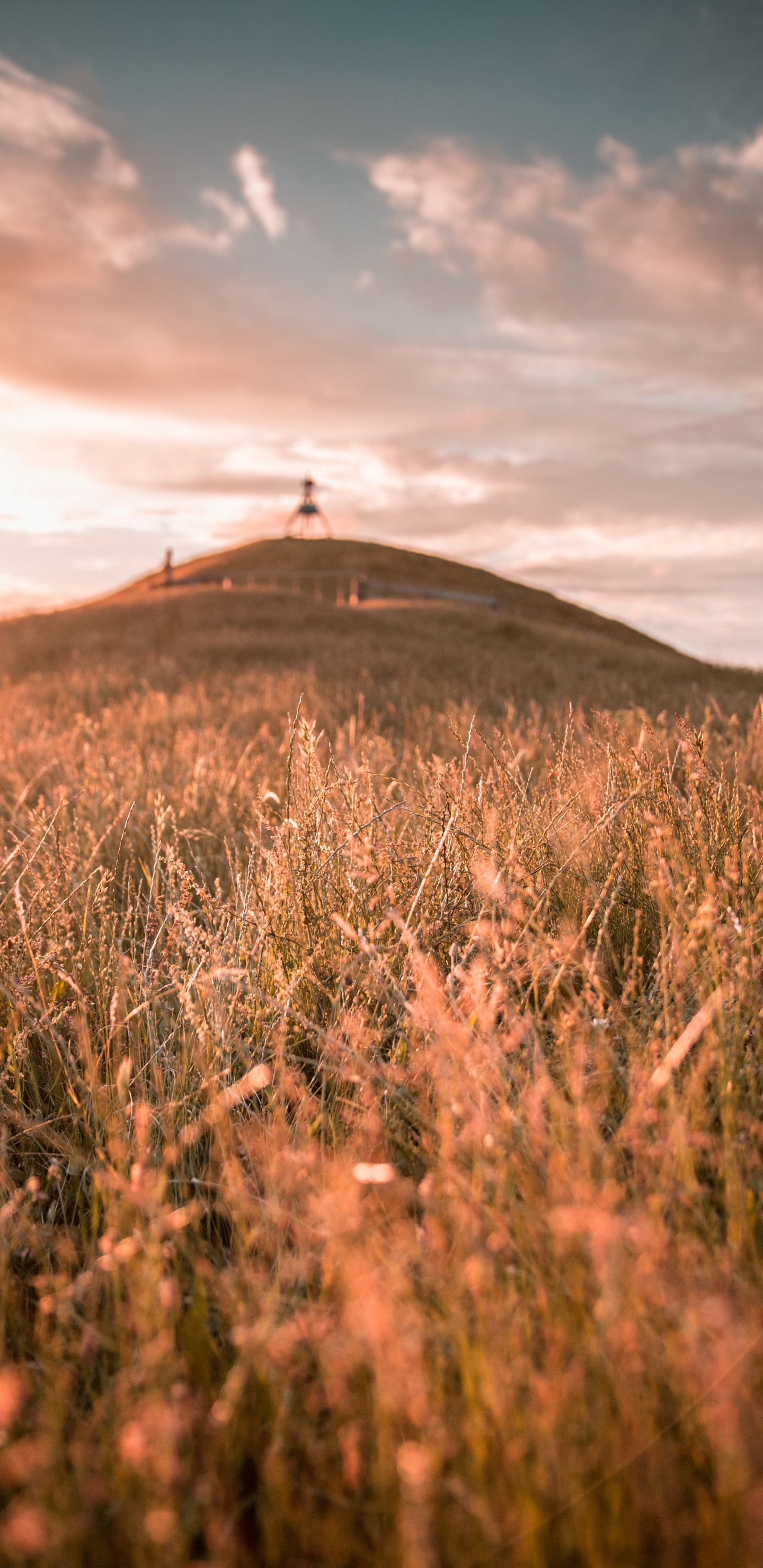 Nature, Prairie, L'heure Dorée, Ciel, Vlog. Wallpaper in 1440x2960 Resolution