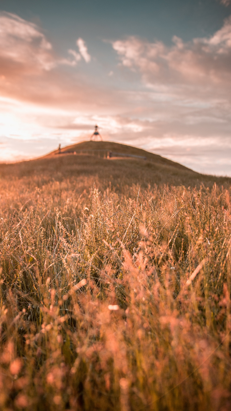 Nature, Prairie, L'heure Dorée, Ciel, Vlog. Wallpaper in 750x1334 Resolution