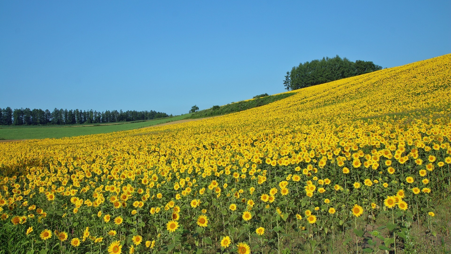 Yellow Flower Field Under Blue Sky During Daytime. Wallpaper in 1920x1080 Resolution