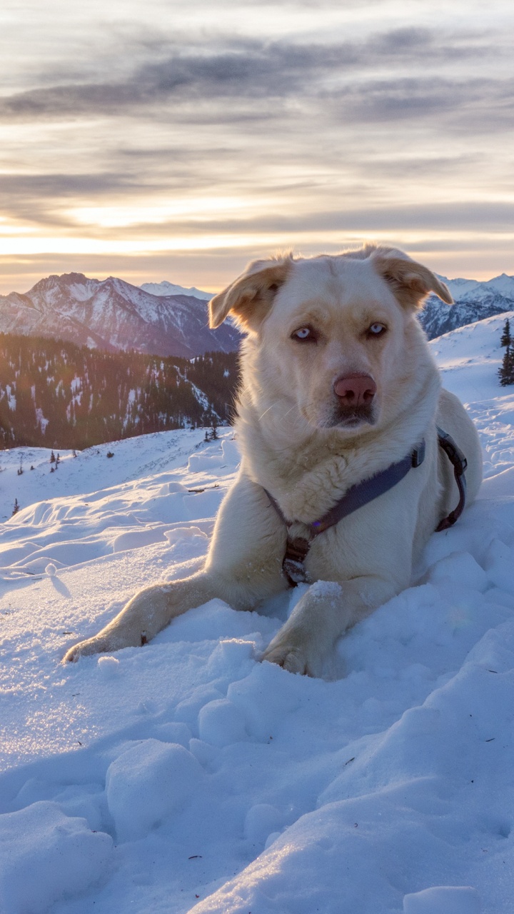 Weiß-brauner, Kurzhaariger Hund Auf Schneebedecktem Boden Tagsüber During. Wallpaper in 720x1280 Resolution