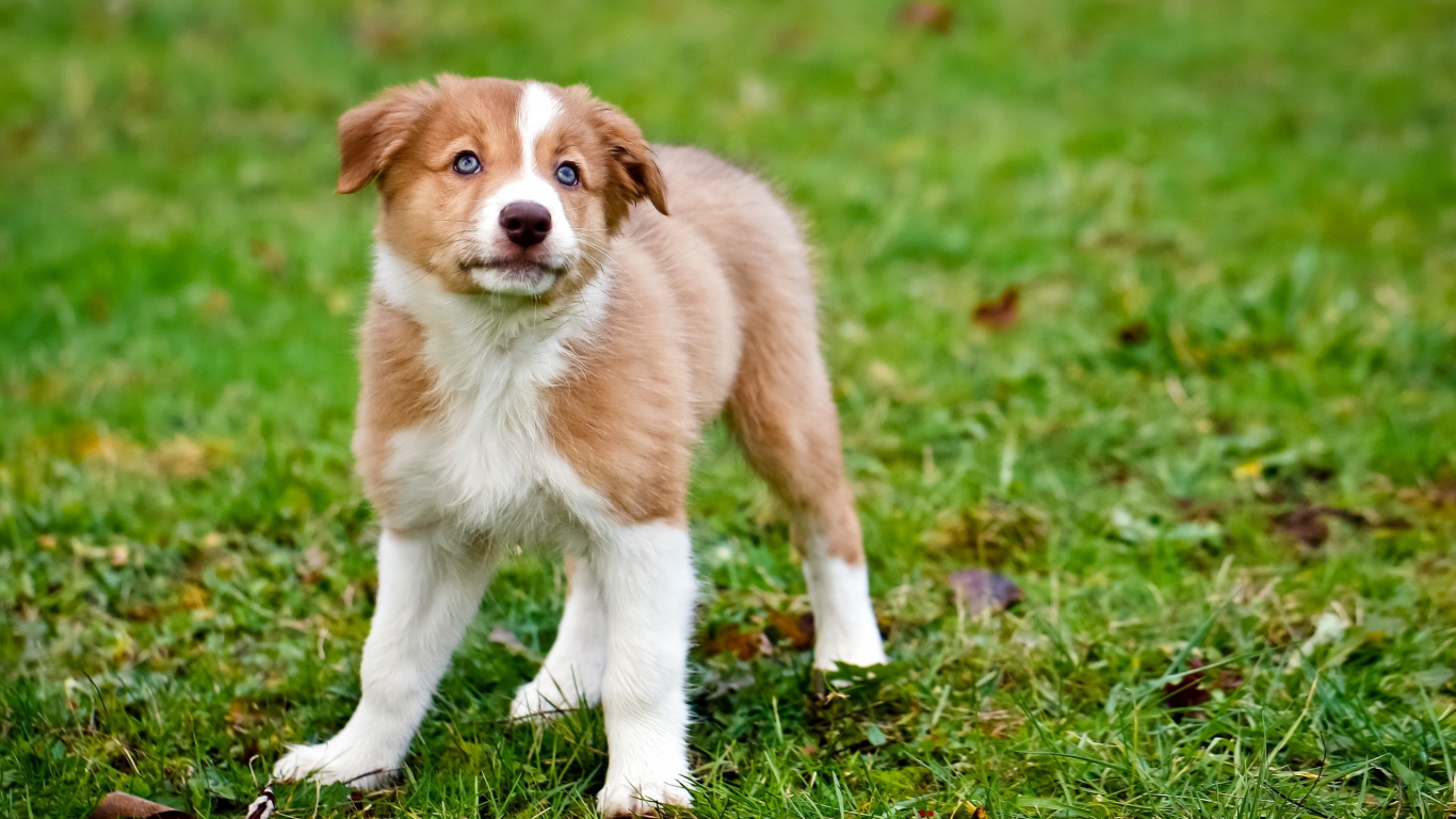 Chien à Poil Court Brun et Blanc Sur L'herbe Verte Pendant la Journée. Wallpaper in 1366x768 Resolution
