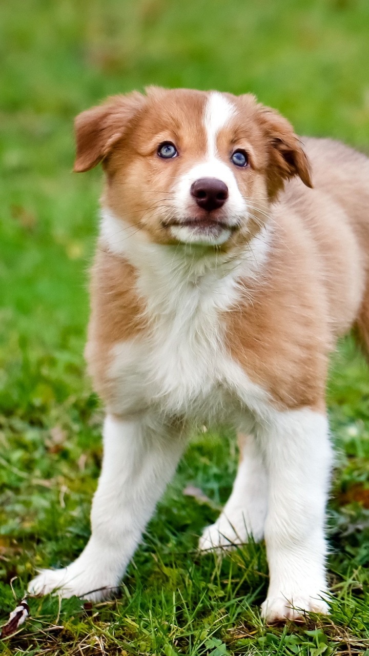 Braun-weißer, Kurzhaariger Hund Auf Grünem Gras Tagsüber. Wallpaper in 720x1280 Resolution