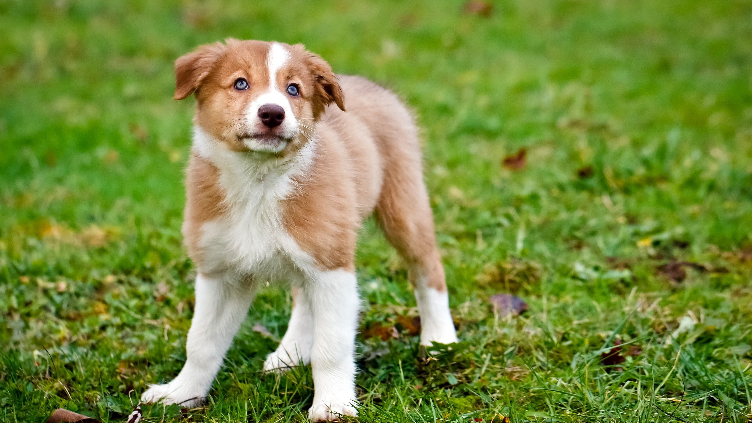 Brown and White Short Coated Dog on Green Grass During Daytime. Wallpaper in 2560x1440 Resolution