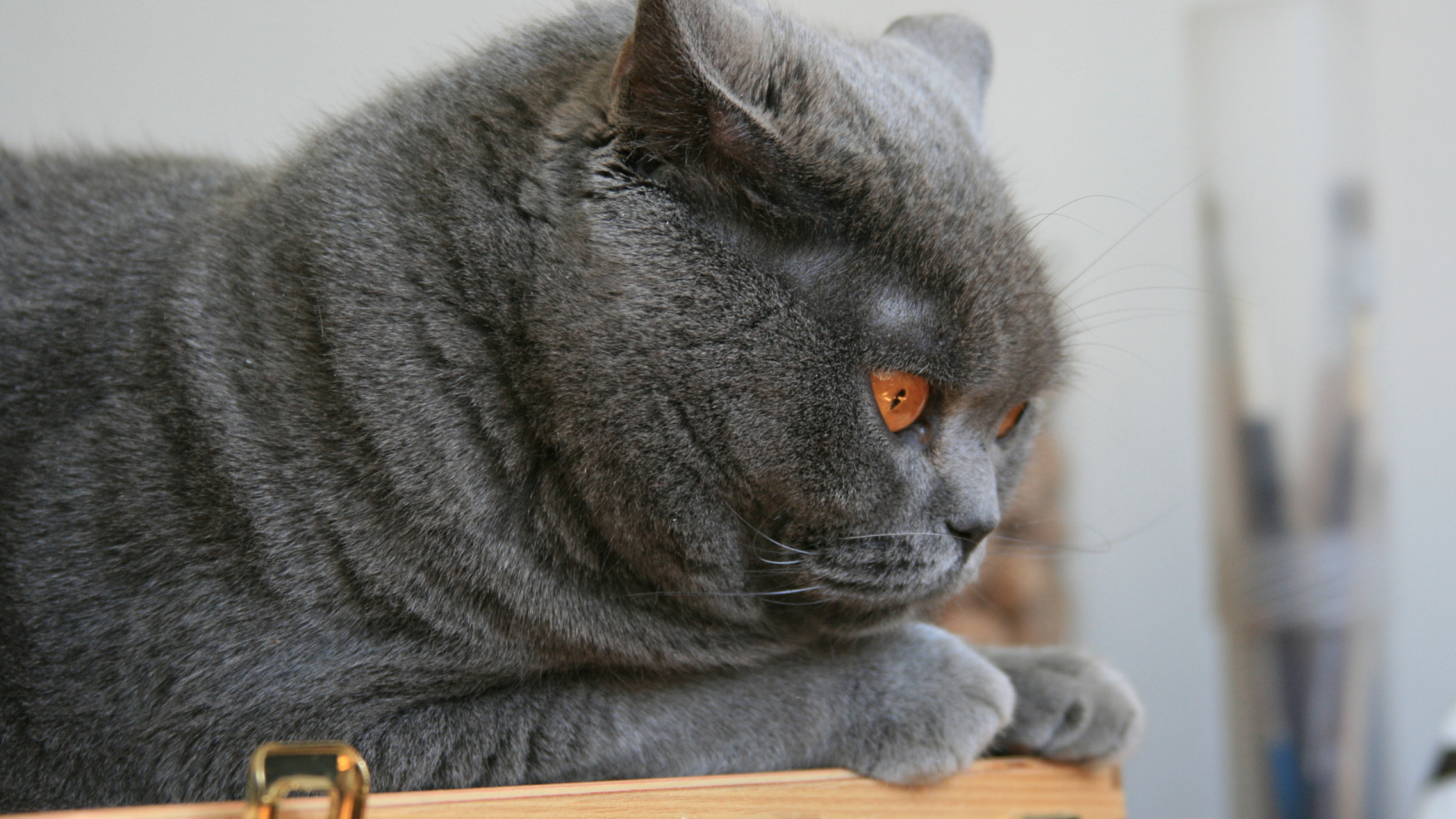 Russische Blaue Katze Auf Braunem Holztisch. Wallpaper in 1920x1080 Resolution