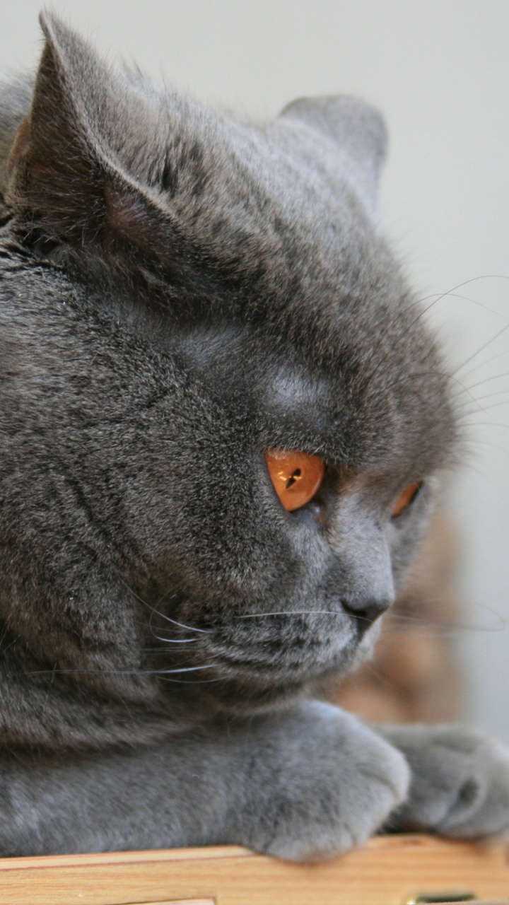 Russische Blaue Katze Auf Braunem Holztisch. Wallpaper in 720x1280 Resolution