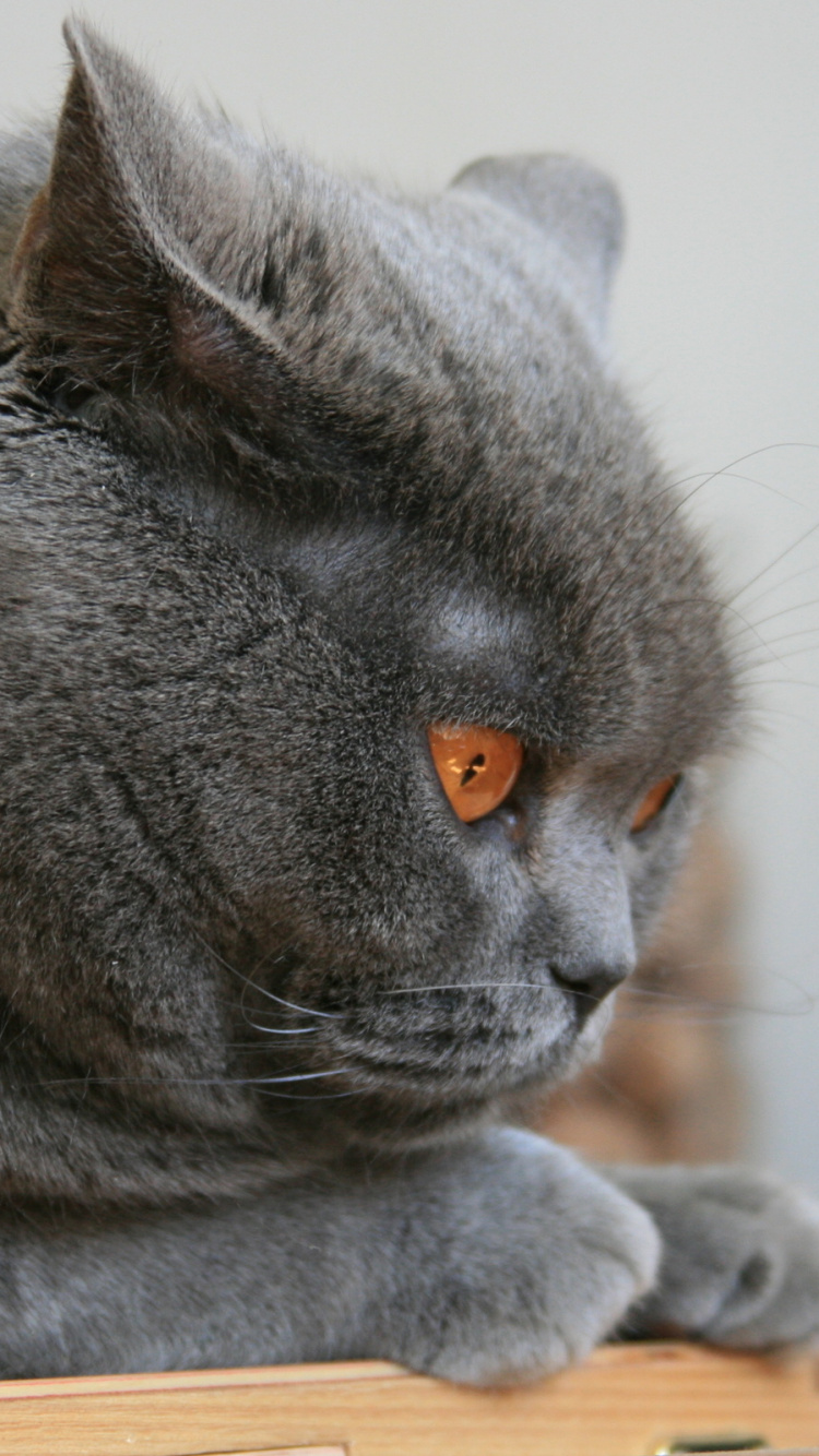 苏格兰折, 小猫, 英国短毛猫, 胡须, 鲁斯 壁纸 750x1334 允许