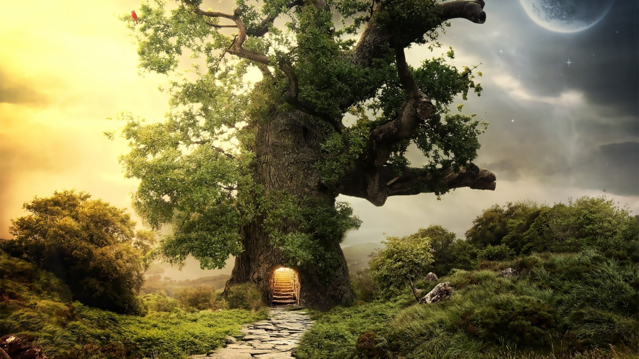 Arbre Vert Sur Terrain D'herbe Verte Pendant la Journée. Wallpaper in 1280x720 Resolution