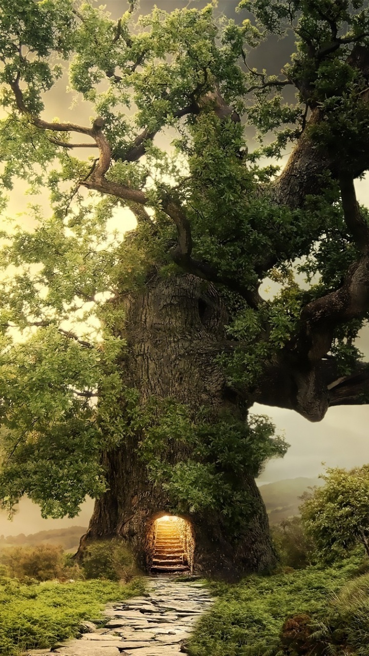 Arbre Vert Sur Terrain D'herbe Verte Pendant la Journée. Wallpaper in 720x1280 Resolution