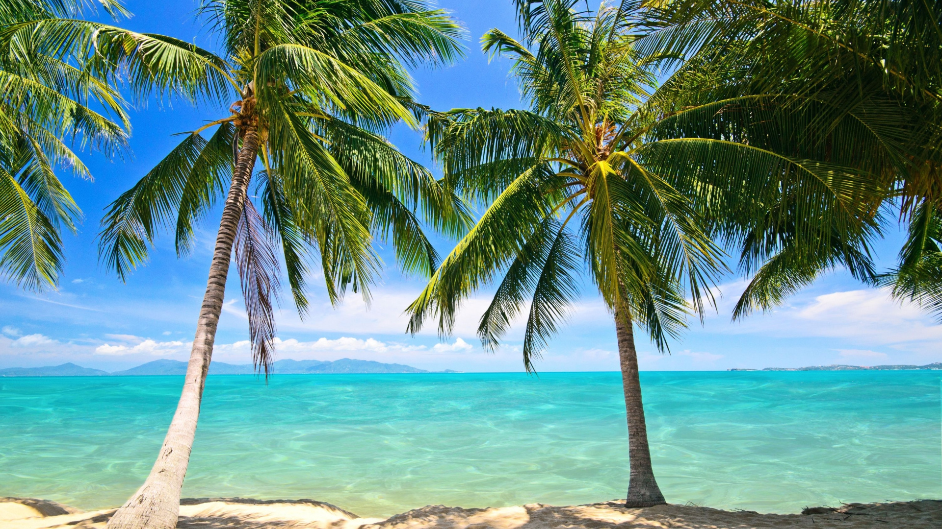 Palmier Sur le Rivage de la Plage Pendant la Journée. Wallpaper in 1920x1080 Resolution