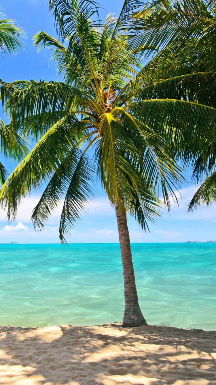Palmier Sur le Rivage de la Plage Pendant la Journée. Wallpaper in 750x1334 Resolution