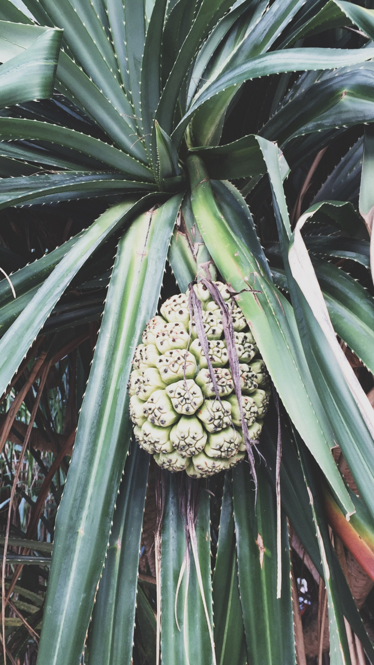 Flora, Biology, Science, Vegetation, Plant Community. Wallpaper in 750x1334 Resolution