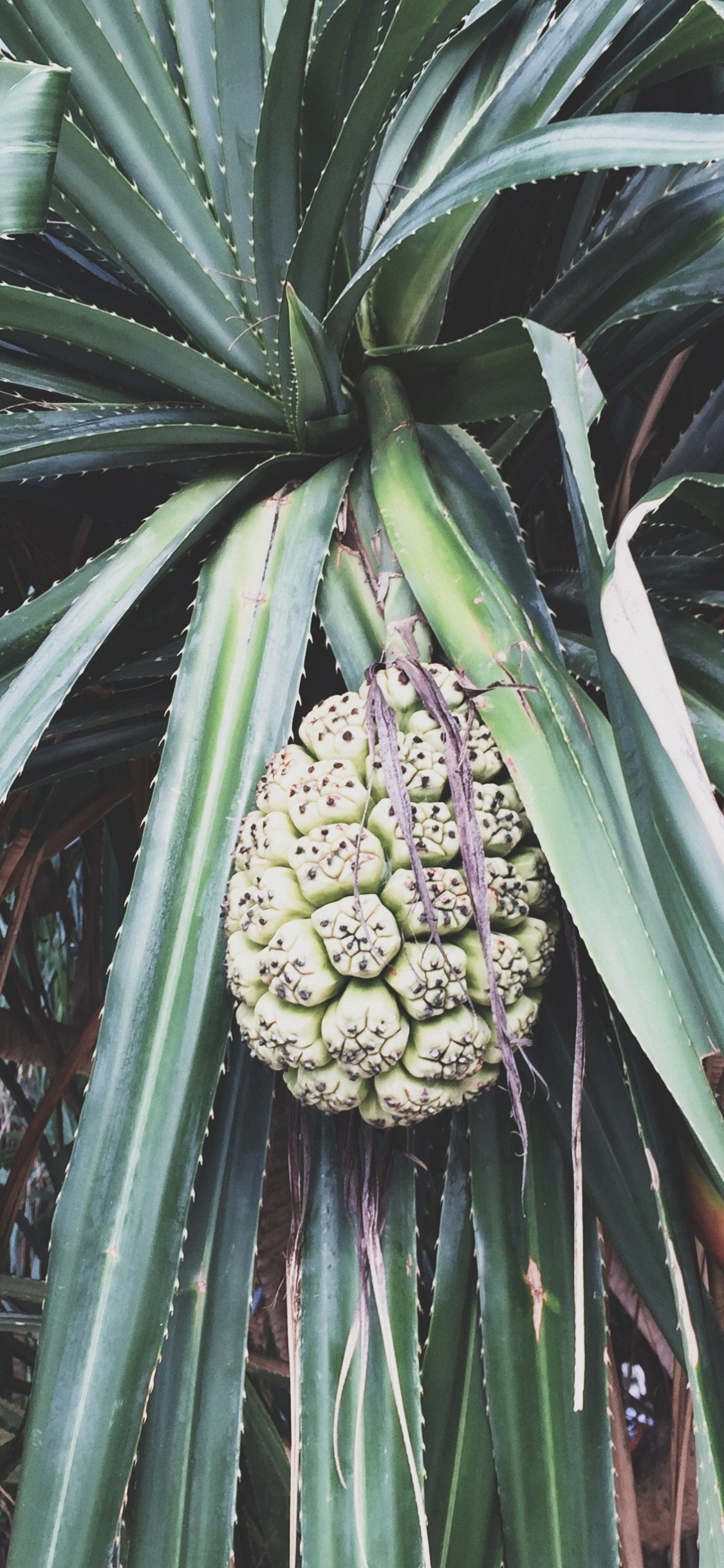 Flore, Biologie, Sciences, Végétation, Plante de la Communauté. Wallpaper in 1125x2436 Resolution