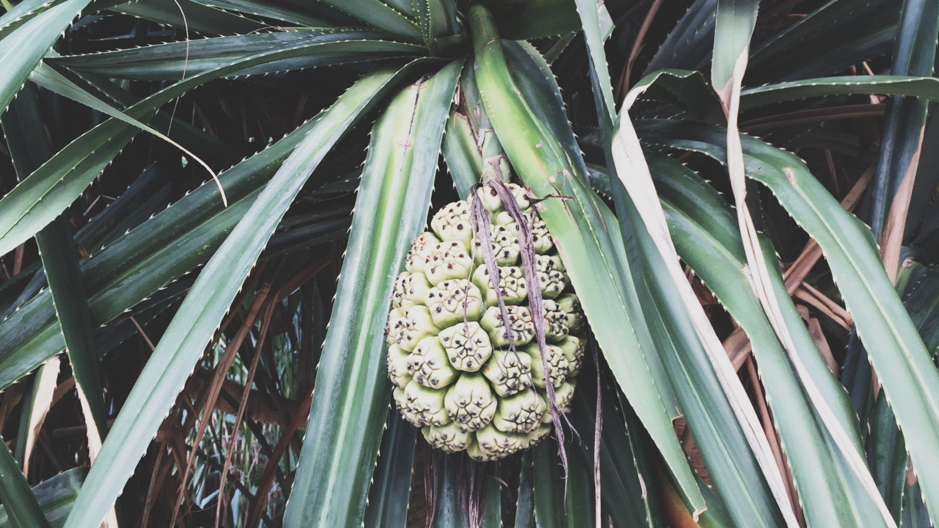 菌群, 生物学, 科学, 植被, 植物群 壁纸 1366x768 允许