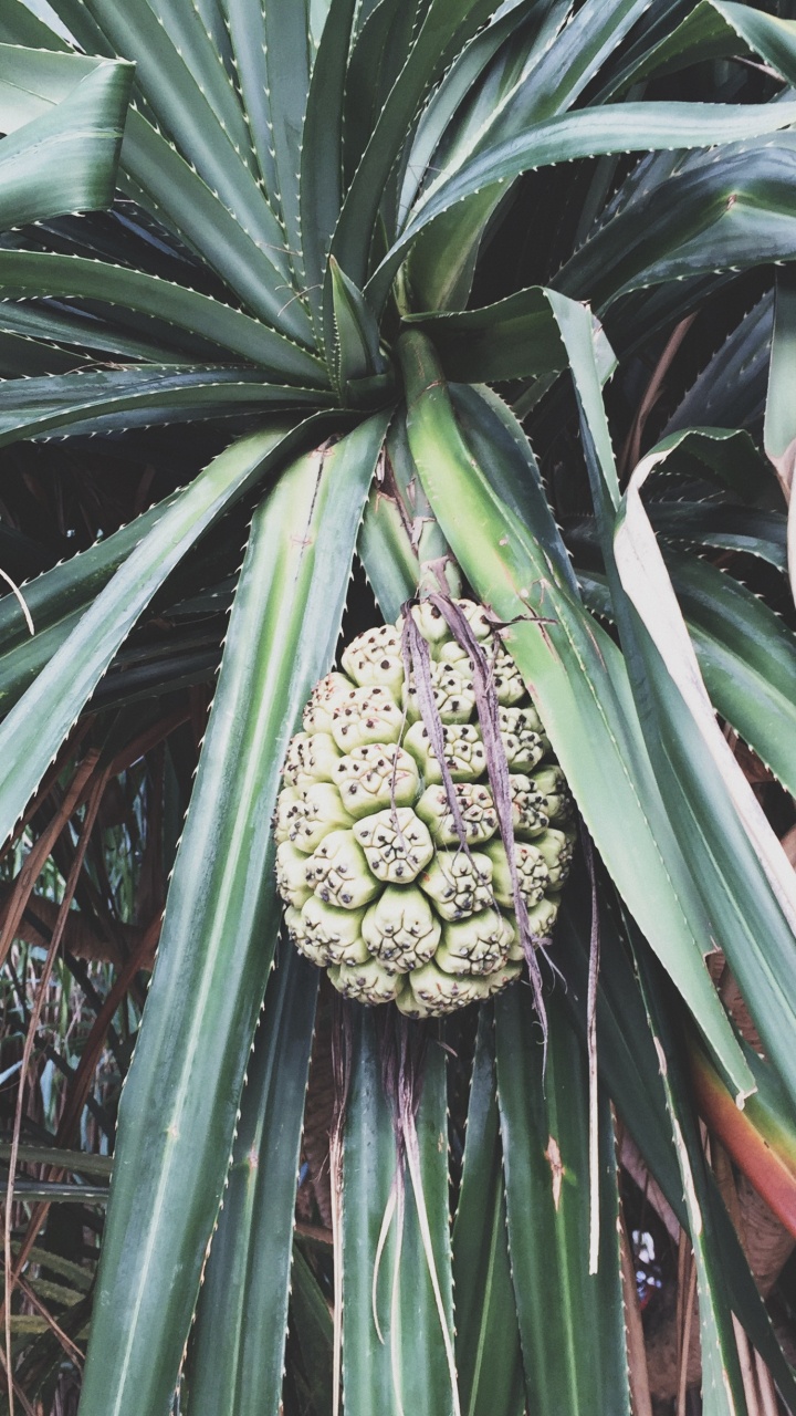 菌群, 生物学, 科学, 植被, 植物群 壁纸 720x1280 允许