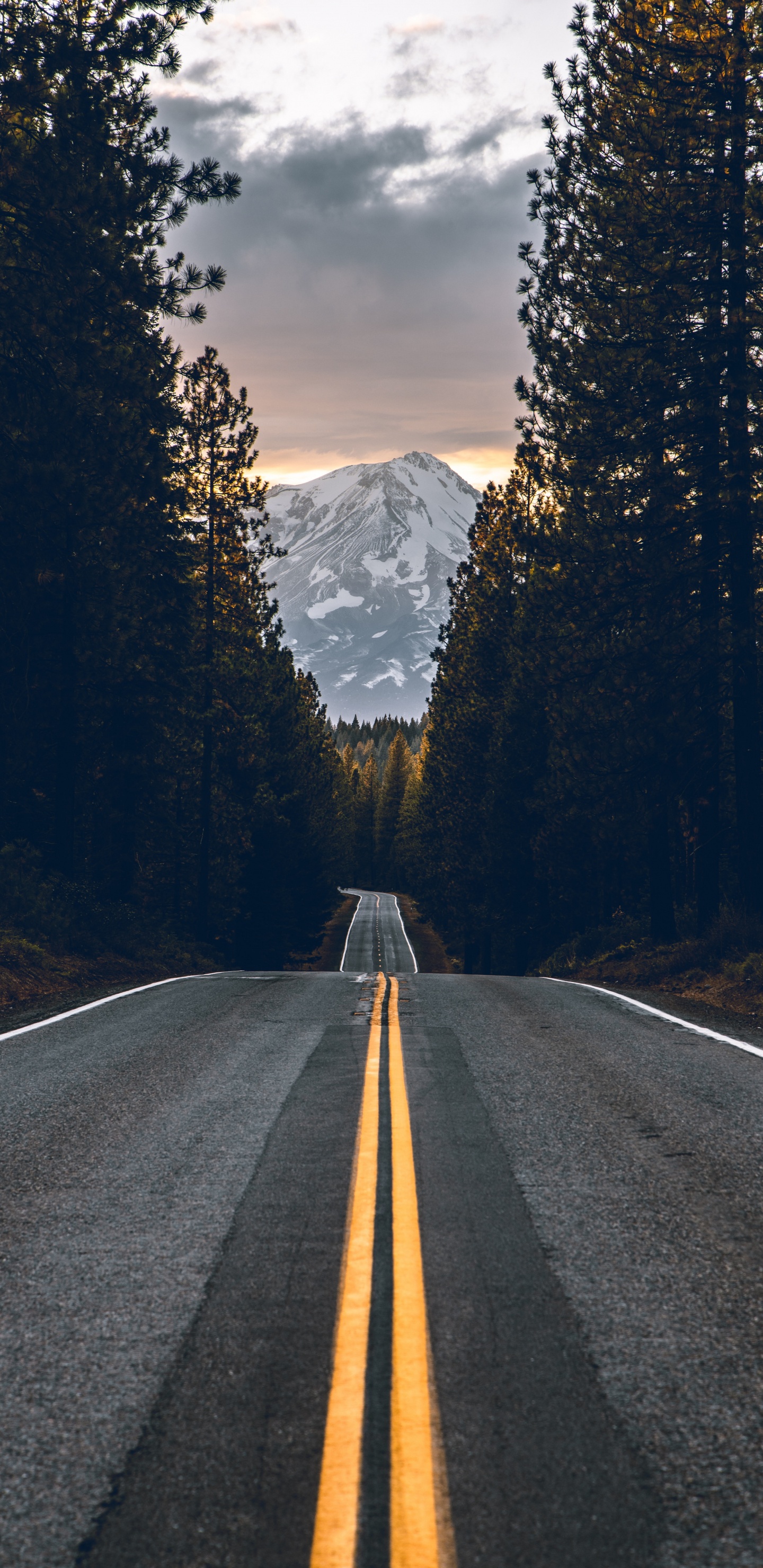 Road, Highway, Asphalt, Tree, Road Surface. Wallpaper in 1440x2960 Resolution