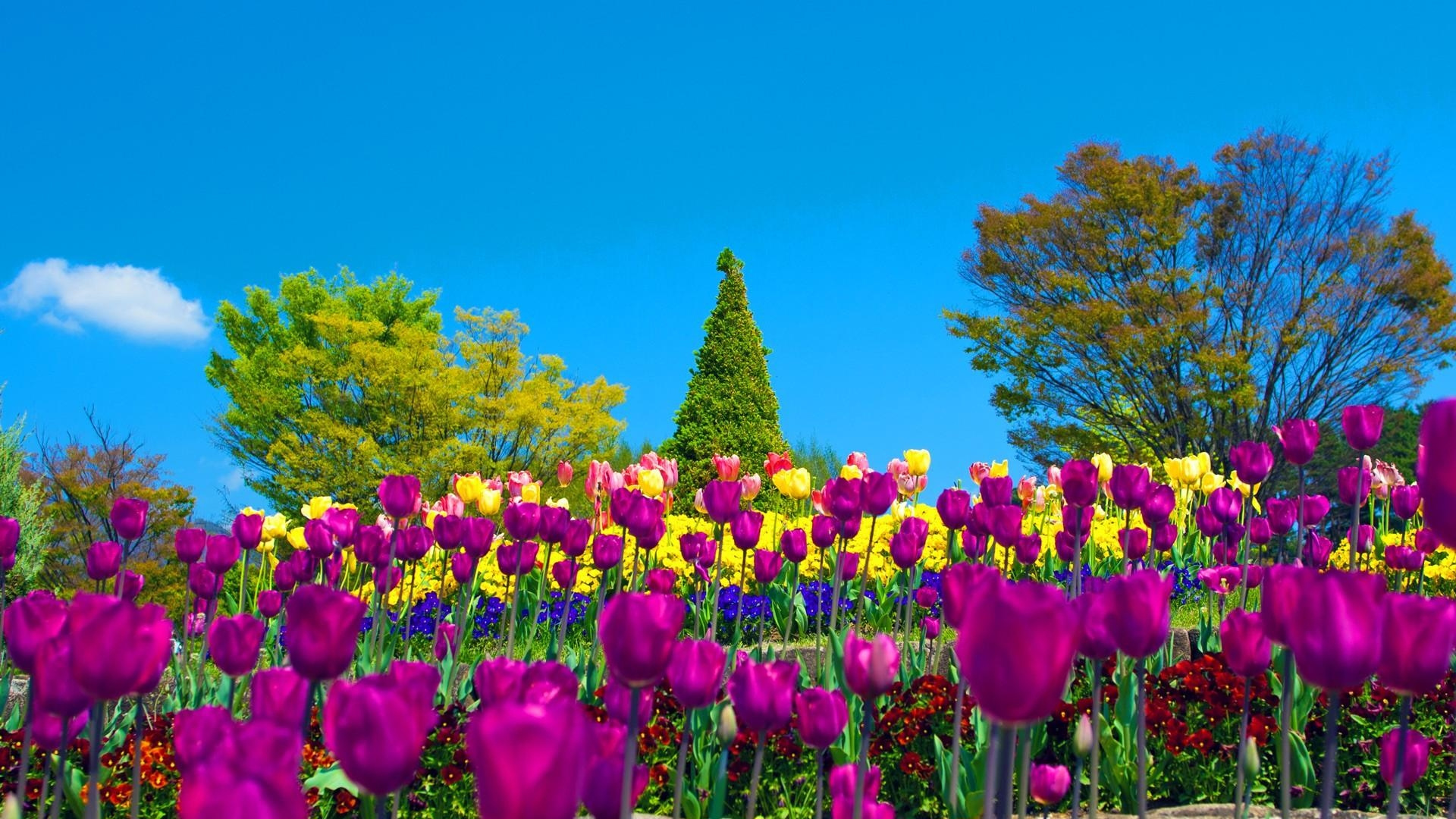 Purple Tulips Near Green Trees Under Blue Sky During Daytime. Wallpaper in 1920x1080 Resolution