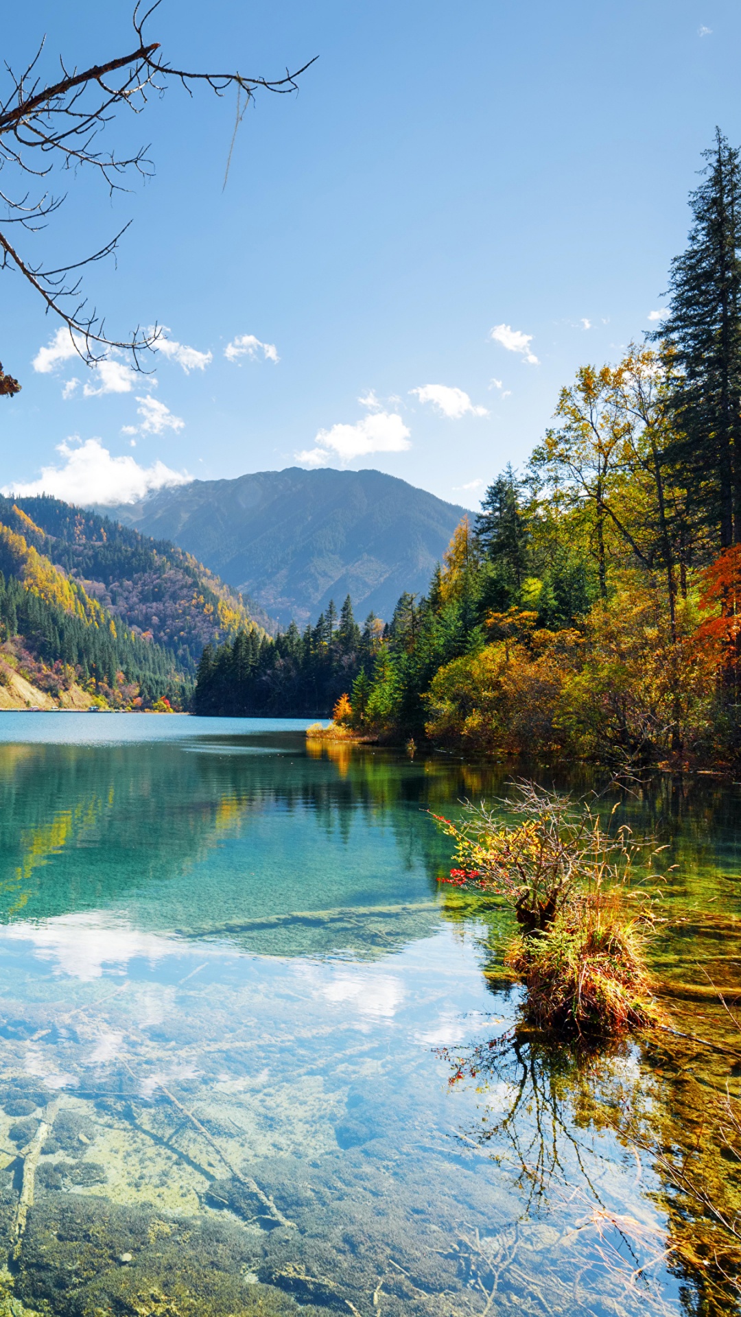 Rama de Árbol Marrón Sobre el Agua. Wallpaper in 1080x1920 Resolution