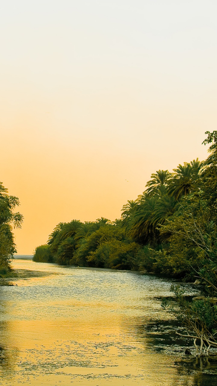 Árboles Verdes Cerca Del Cuerpo de Agua Durante el Día. Wallpaper in 720x1280 Resolution