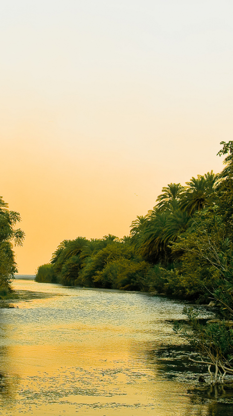 Green Trees Near Body of Water During Daytime. Wallpaper in 750x1334 Resolution