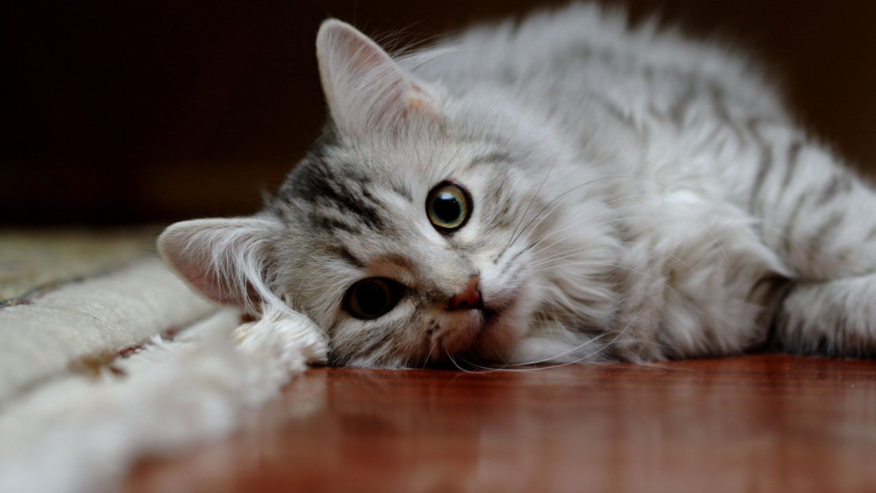 Silver Tabby Cat Lying on Floor. Wallpaper in 1280x720 Resolution