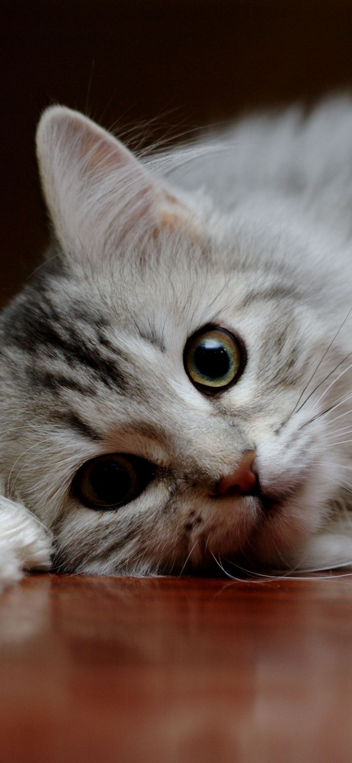 Gato Atigrado Plateado Acostado en el Piso. Wallpaper in 1125x2436 Resolution