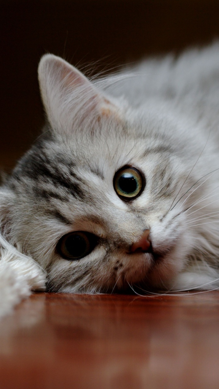 Gato Atigrado Plateado Acostado en el Piso. Wallpaper in 720x1280 Resolution