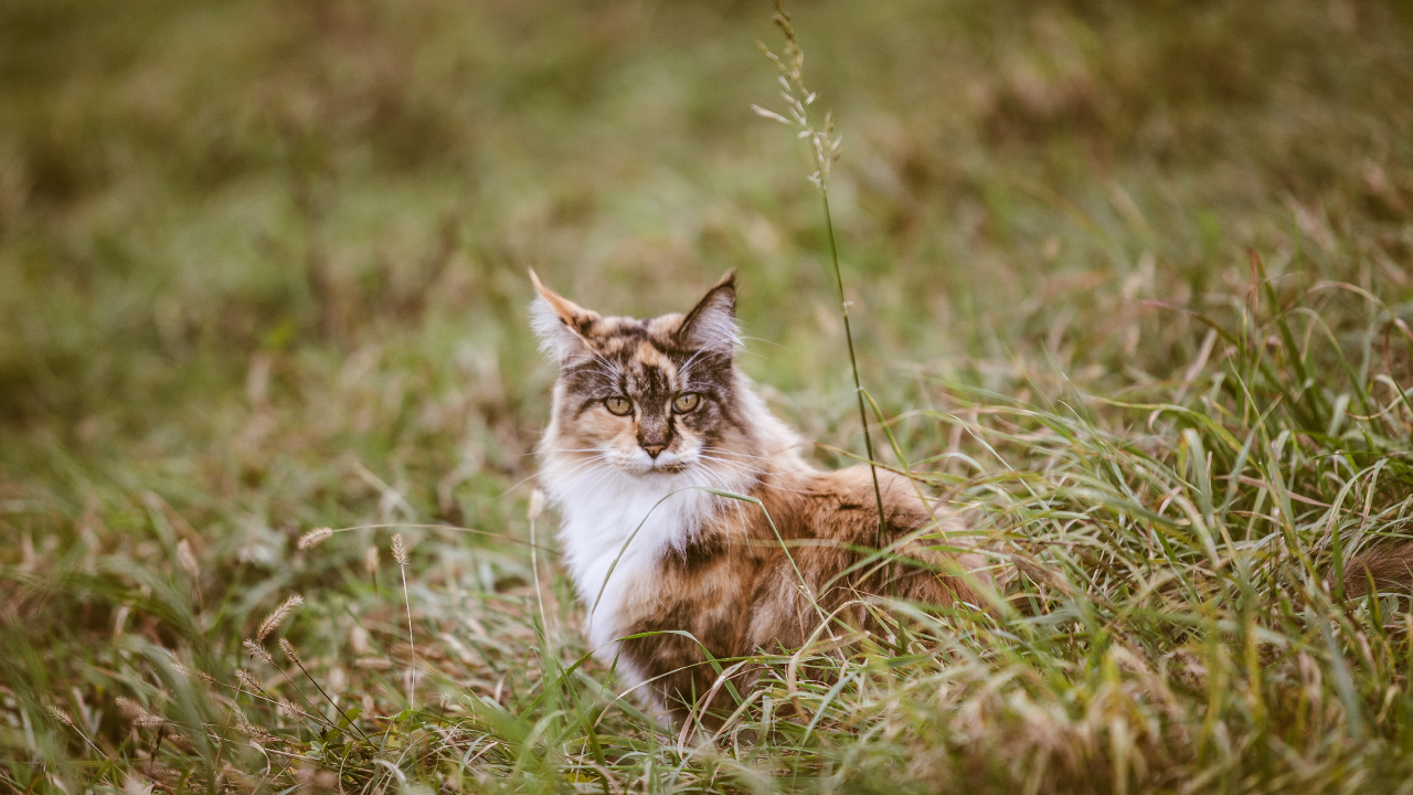 Brown and White Cat on Green Grass During Daytime. Wallpaper in 1280x720 Resolution
