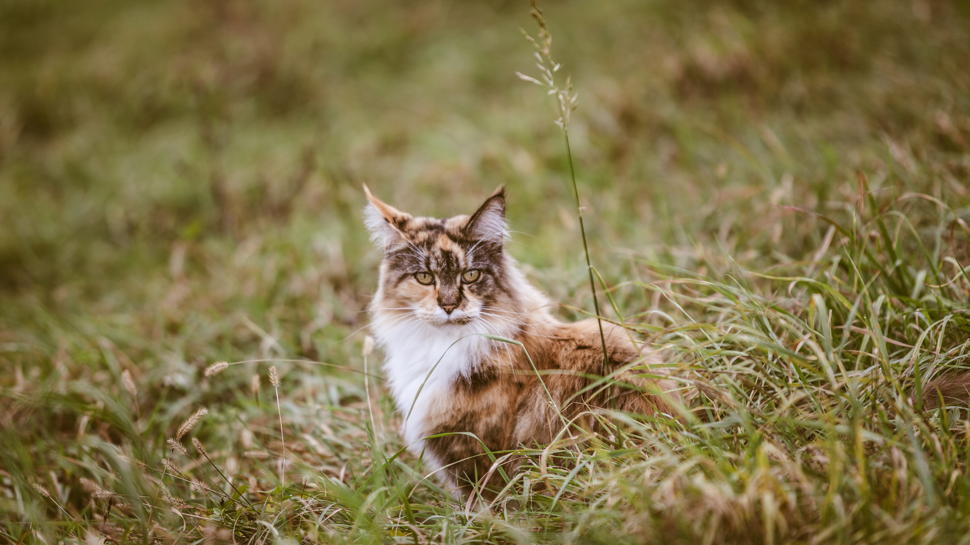 Brown and White Cat on Green Grass During Daytime. Wallpaper in 1920x1080 Resolution