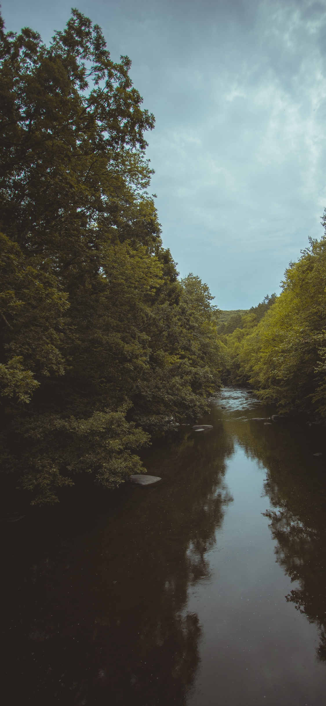 Baum, Himmel, Abend, Naturlandschaft, Wasserstraße. Wallpaper in 1125x2436 Resolution