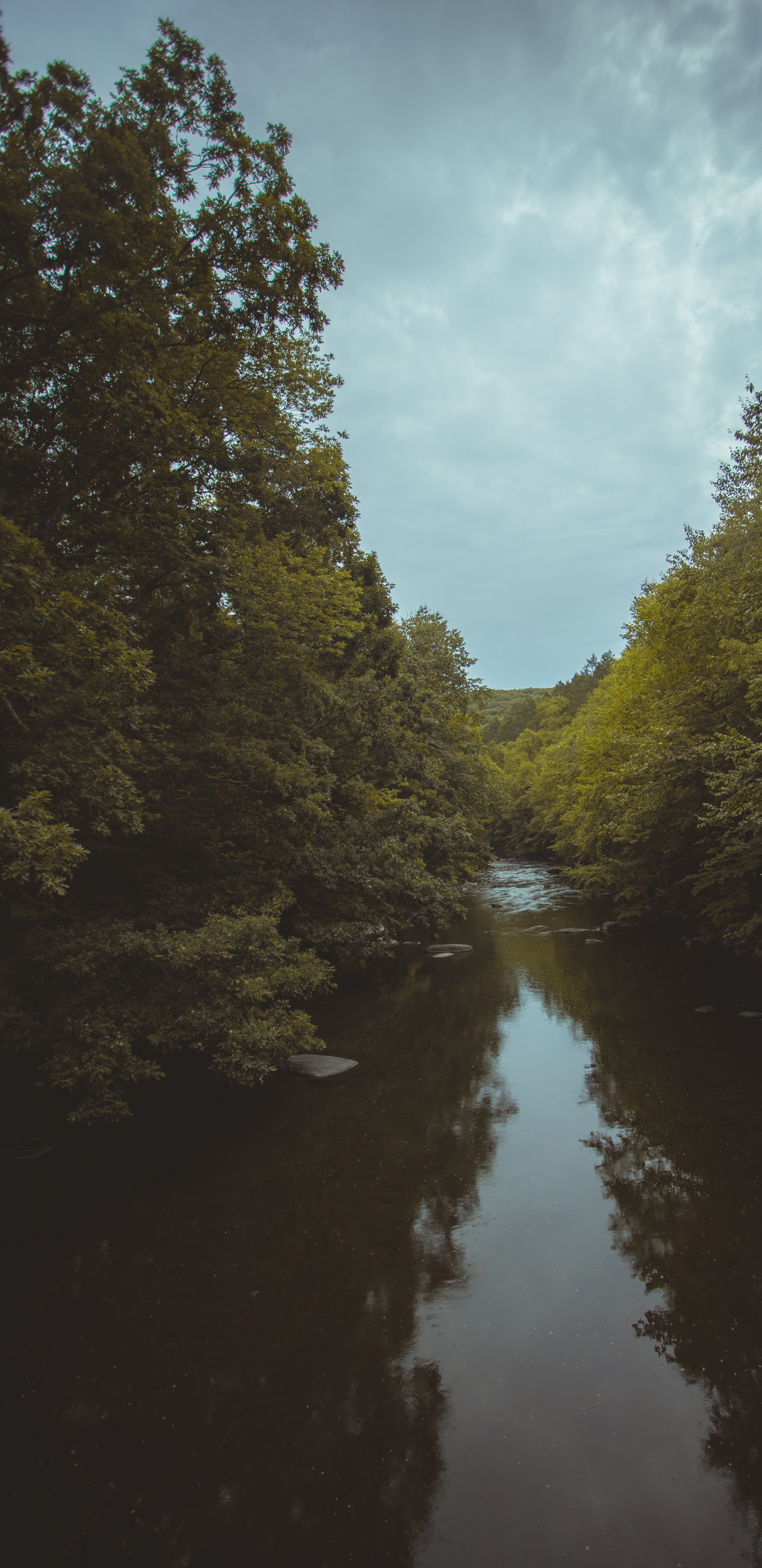 Baum, Himmel, Abend, Naturlandschaft, Wasserstraße. Wallpaper in 1440x2960 Resolution
