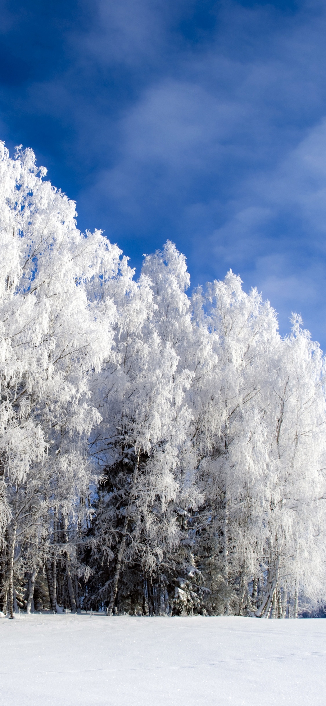 Snow Covered Trees Under Blue Sky During Daytime. Wallpaper in 1125x2436 Resolution