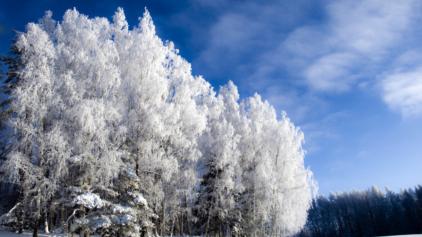 Árboles Cubiertos de Nieve Bajo un Cielo Azul Durante el Día. Wallpaper in 1366x768 Resolution