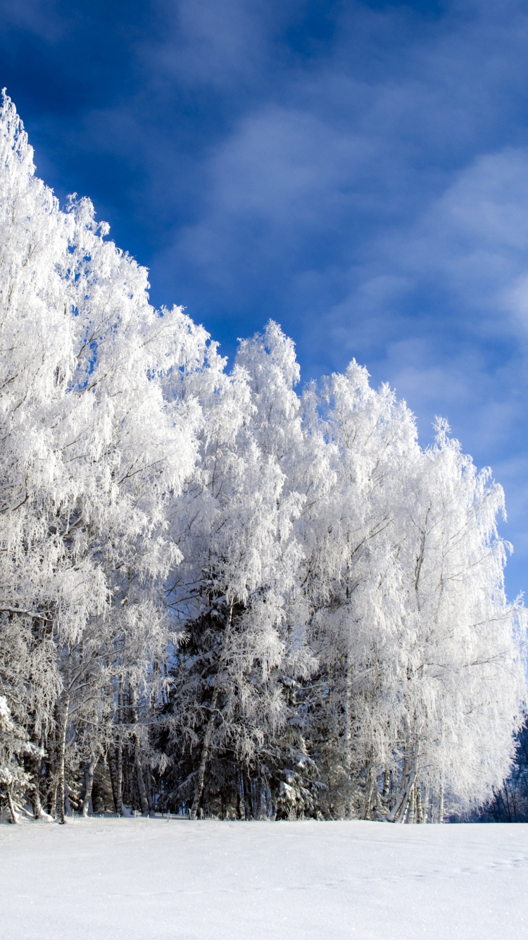 Árboles Cubiertos de Nieve Bajo un Cielo Azul Durante el Día. Wallpaper in 750x1334 Resolution