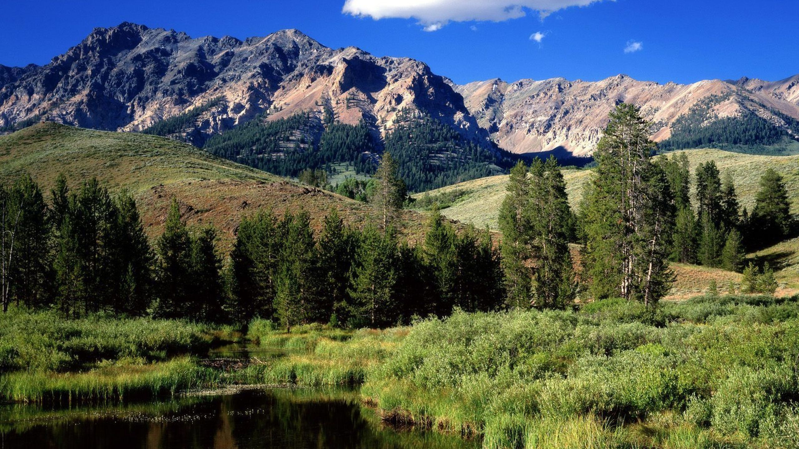 Green Trees Near Lake and Mountain During Daytime. Wallpaper in 2560x1440 Resolution