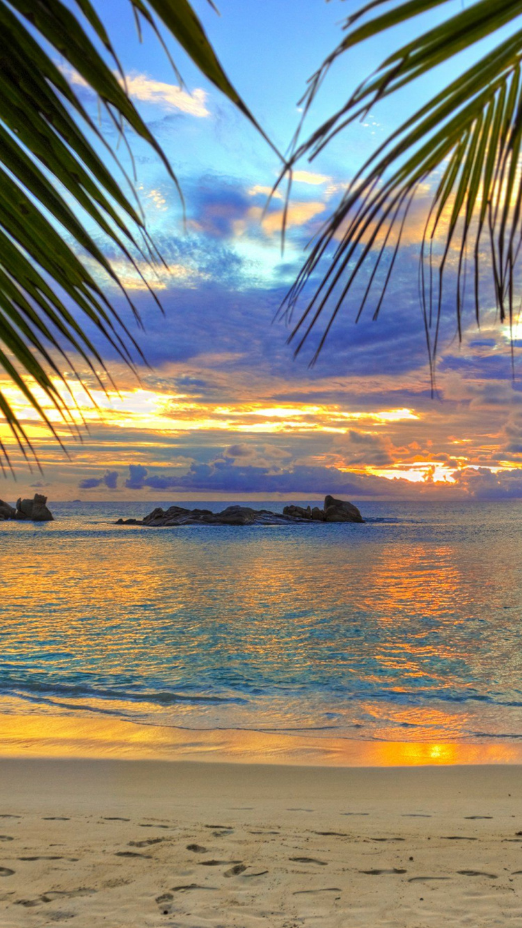Silhouette of Palm Tree Near Sea During Sunset. Wallpaper in 750x1334 Resolution